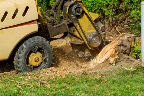 Best Artificial Turf Installation  in Point Roberts, WA