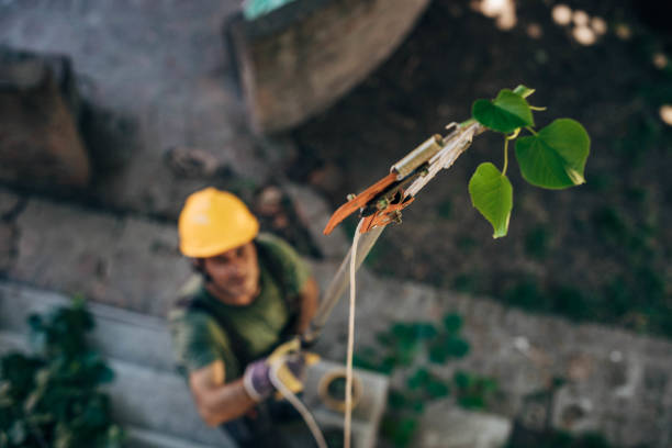 Best Hazardous Tree Removal  in Point Roberts, WA