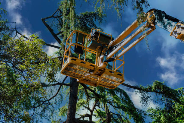 How Our Tree Care Process Works  in  Point Roberts, WA