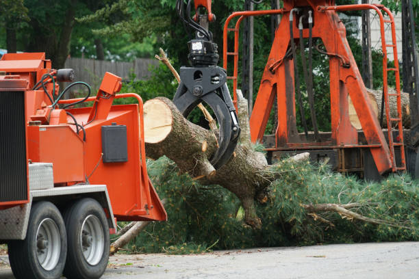 Best Tree Disease Treatment  in Point Roberts, WA