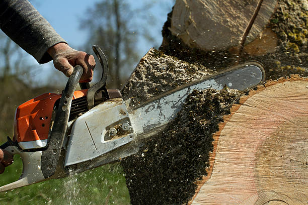 Leaf Removal in Point Roberts, WA