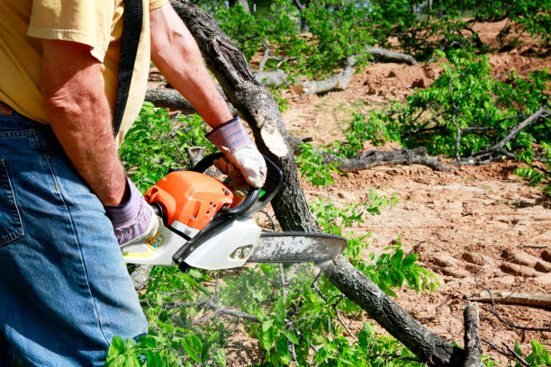 Best Tree and Shrub Care  in Point Roberts, WA